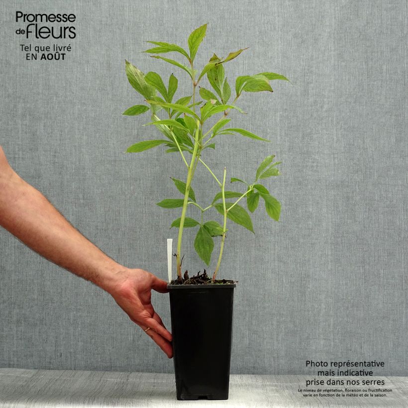 Exemplar von Paeonia lactiflora Bowl of Beauty - Edel-Pfingstrosen Topf mit 3L/4L wie im Sommer geliefert