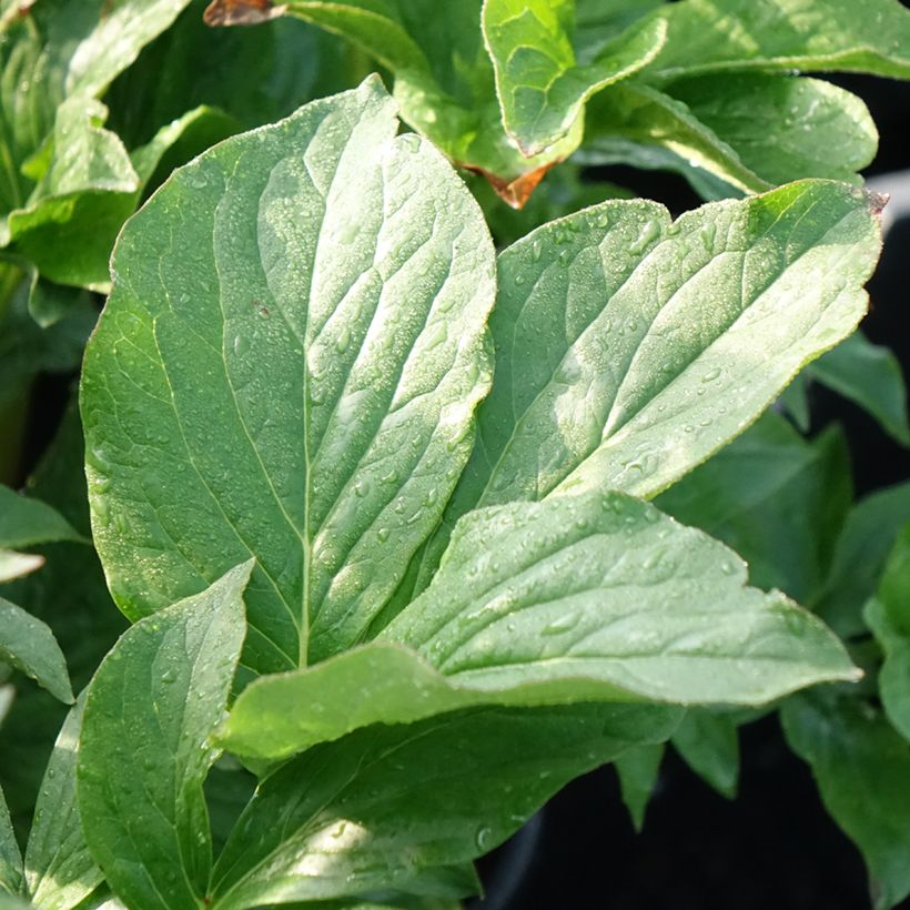 Paeonia lactiflora Buckeye Belle - Edel-Pfingstrosen (Laub)