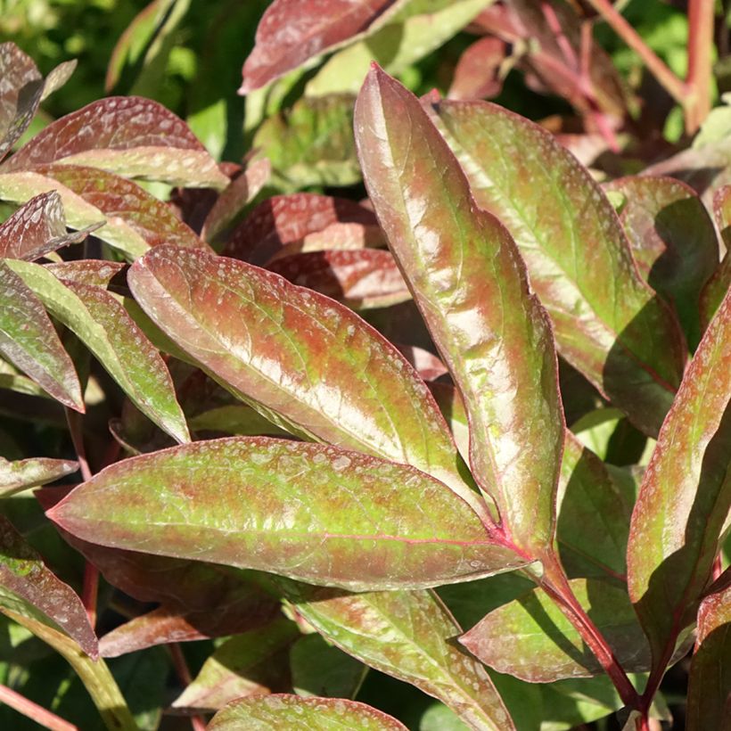 Paeonia x lactiflora Carl G. Klehm - Edel-Pfingstrosen (Laub)