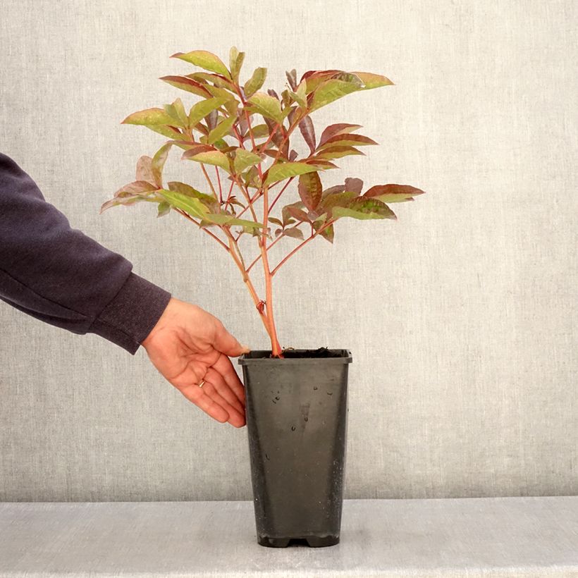 Exemplar von Paeonia x lactiflora Carl G. Klehm - Edel-Pfingstrosen Topf mit 4L/5L wie im Frühjahr geliefert