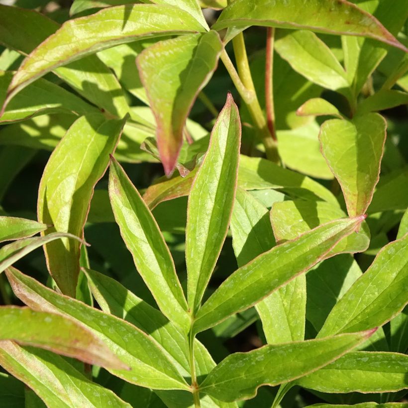 Paeonia lactiflora Chiffon Parfait - Edel-Pfingstrosen (Laub)