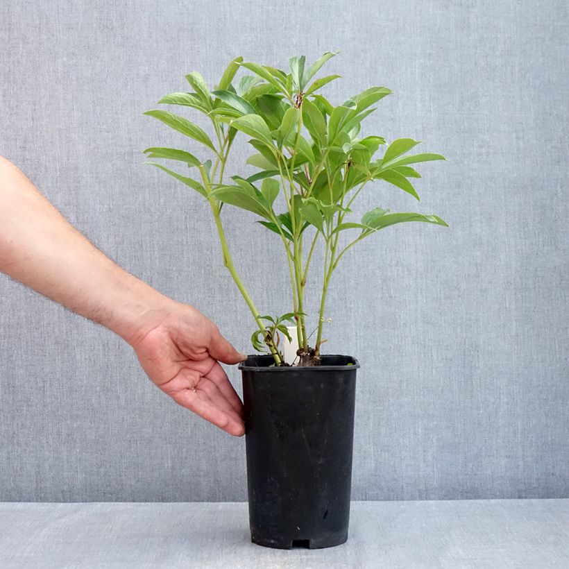 Exemplar von Paeonia lactiflora Chiffon Parfait - Edel-Pfingstrosen Topf mit 3L/4L wie im Frühjahr geliefert