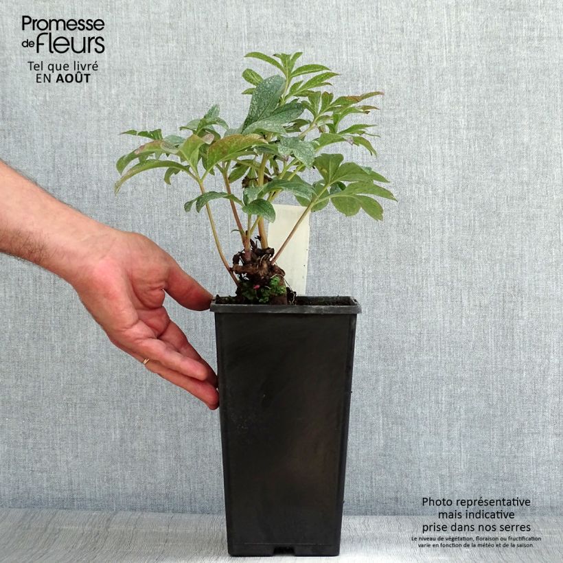 Exemplar von Paeonia lactiflora Coral Charm - Edel-Pfingstrosen Topf mit 3L/4L wie im Sommer geliefert