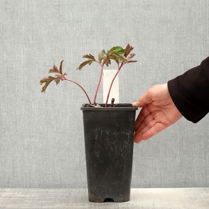 Exemplar von Paeonia lactiflora Coral Charm - Edel-Pfingstrosen Topf mit 3L/4L wie im Frühjahr geliefert