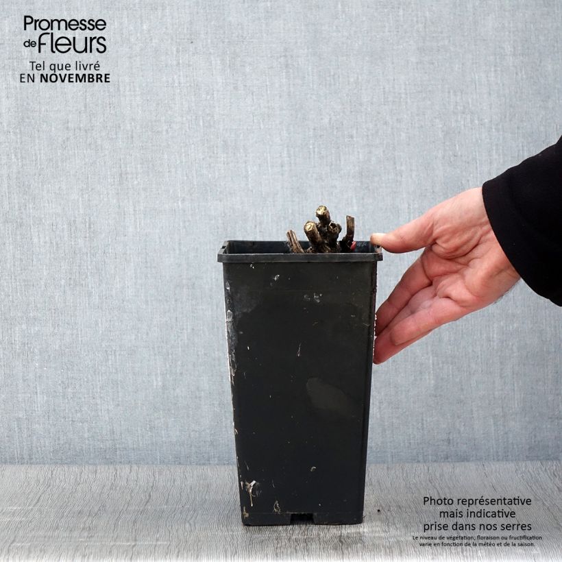 Exemplar von Pivoine lactiflora Coral Magic Pot de 3L/4L wie im Herbst geliefert