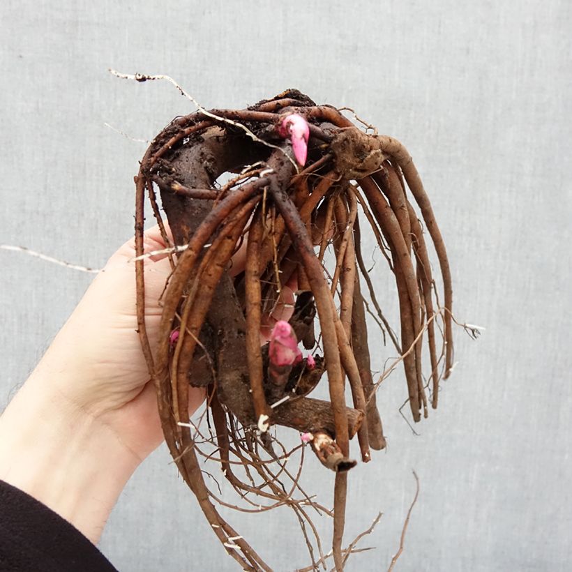 Exemplar von Paeonia lactiflora Coral Magic - Edel-Pfingstrosen Stamm 3/5 Augen wie im Winter geliefert