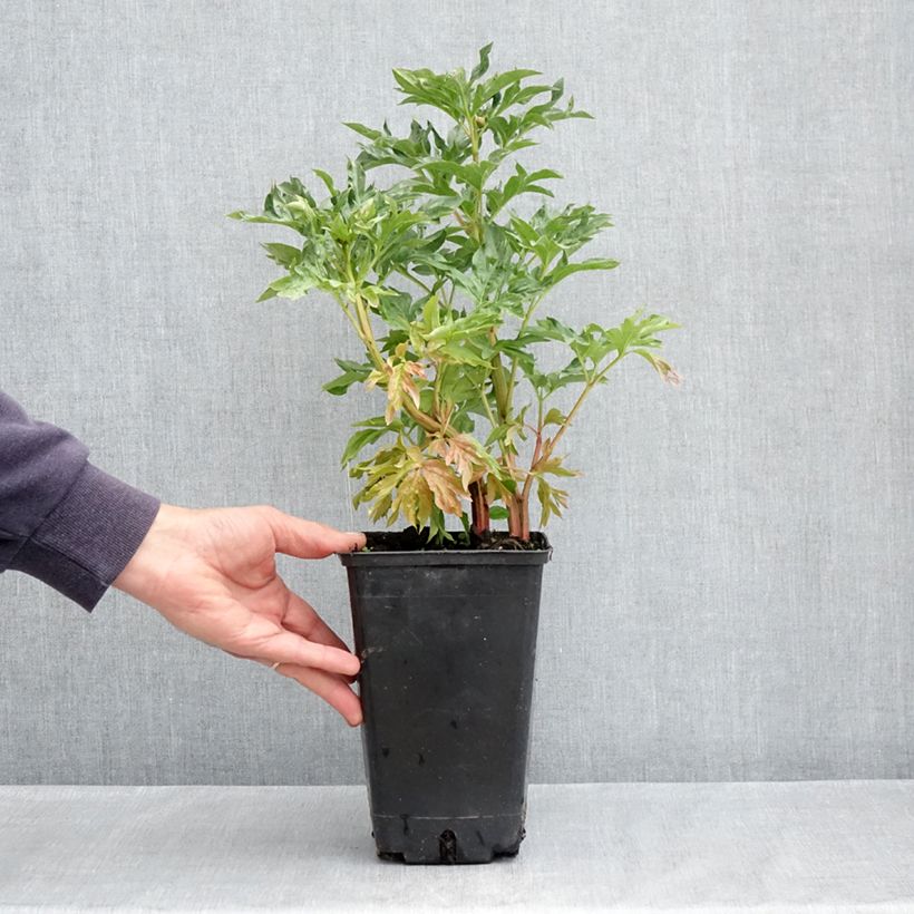 Exemplar von Paeonia lactiflora Cytherea - Edel-Pfingstrosen Topf mit 3L/4L wie im Frühjahr geliefert