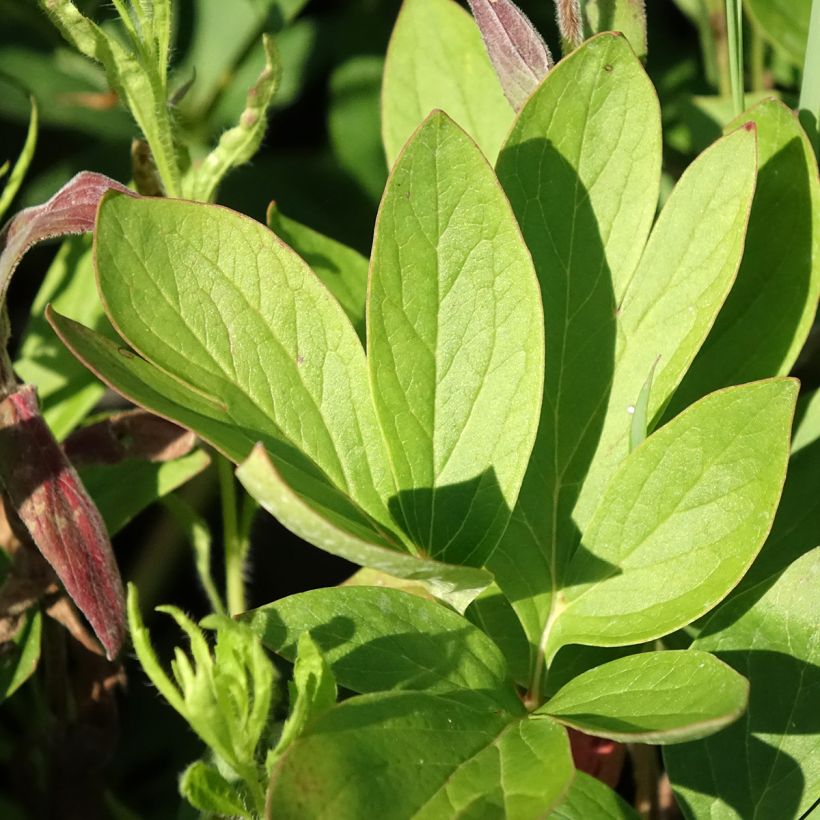 Paeonia lactiflora Diana Parks - Edel-Pfingstrosen (Laub)
