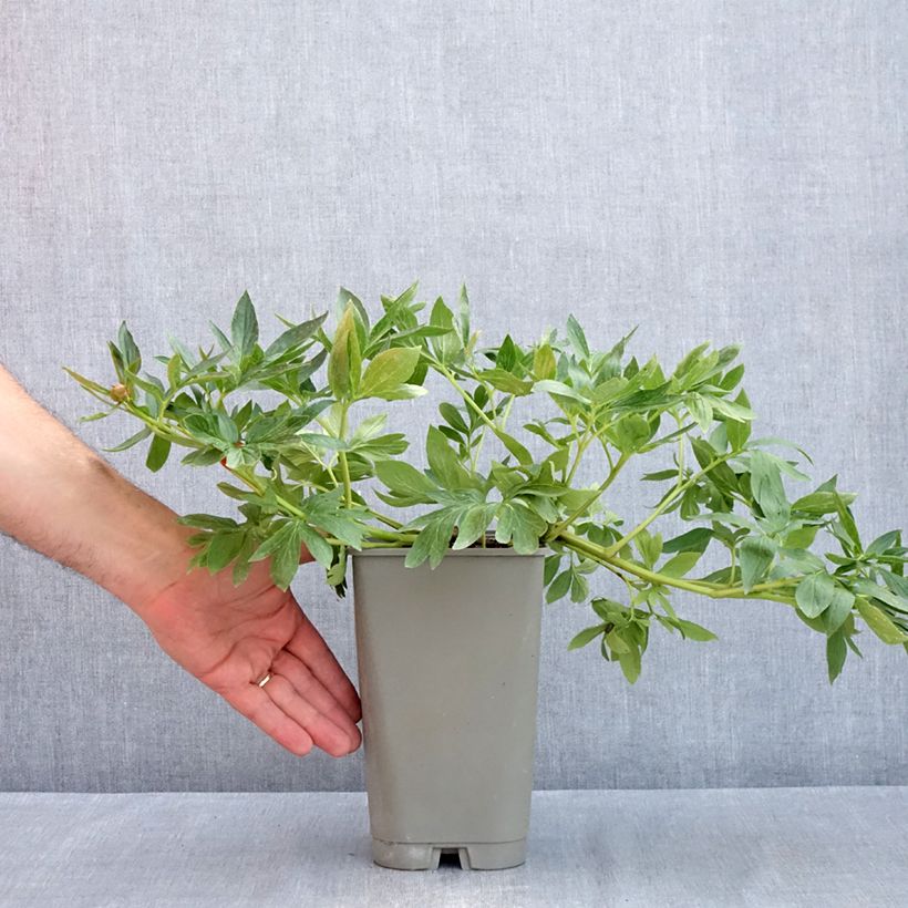 Exemplar von Paeonia lactiflora Diana Parks - Edel-Pfingstrosen Topf mit 3L/4L wie im Frühjahr geliefert