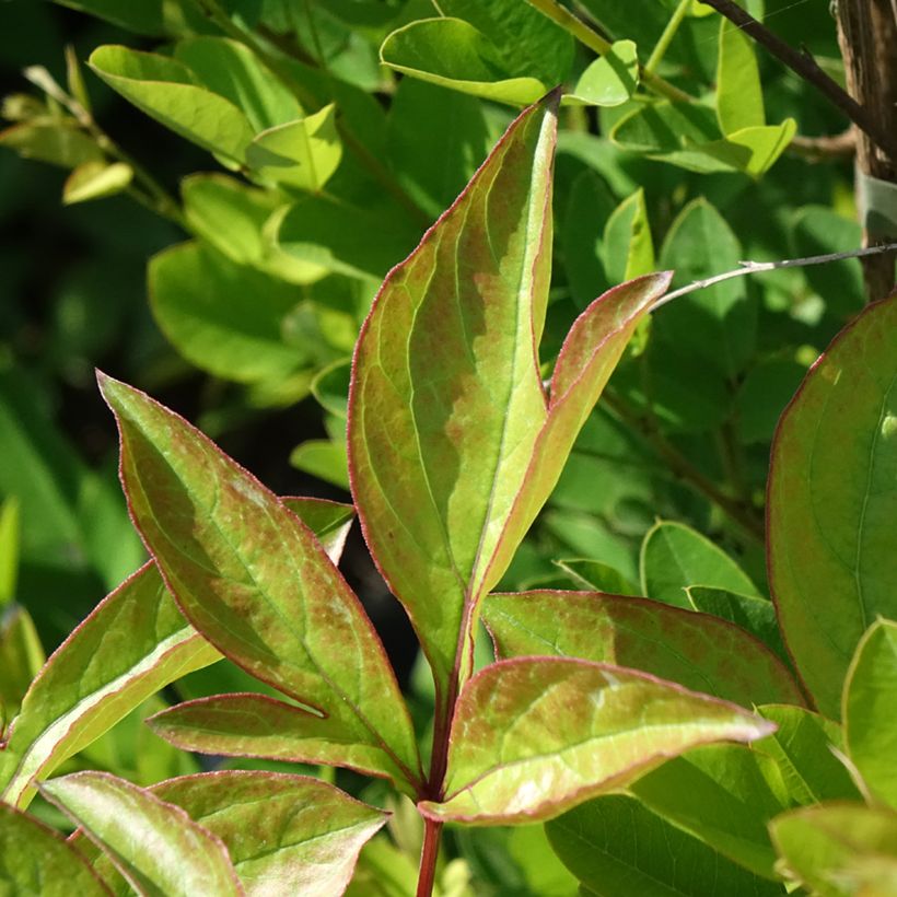 Paeonia lactiflora Doreen - Edel-Pfingstrosen (Laub)