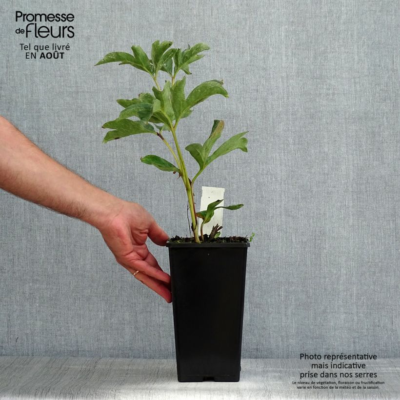 Exemplar von Paeonia lactiflora Duchesse de Nemours - Edel-Pfingstrosen Topf mit 3L/4L wie im Sommer geliefert
