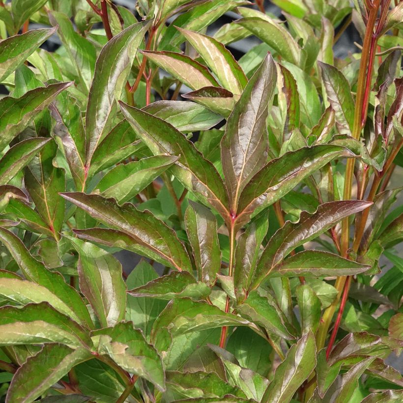Paeonia lactiflora Duchesse de Nemours - Edel-Pfingstrosen (Laub)