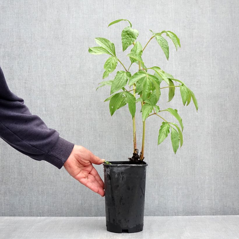 Exemplar von Paeonia x lactiflora Dynasty - Edel-Pfingstrosen Topf mit 4L/5L wie im Frühjahr geliefert