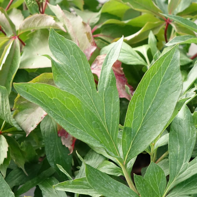 Paeonia x lactiflora Early Flamingo® - Edel-Pfingstrosen (Laub)