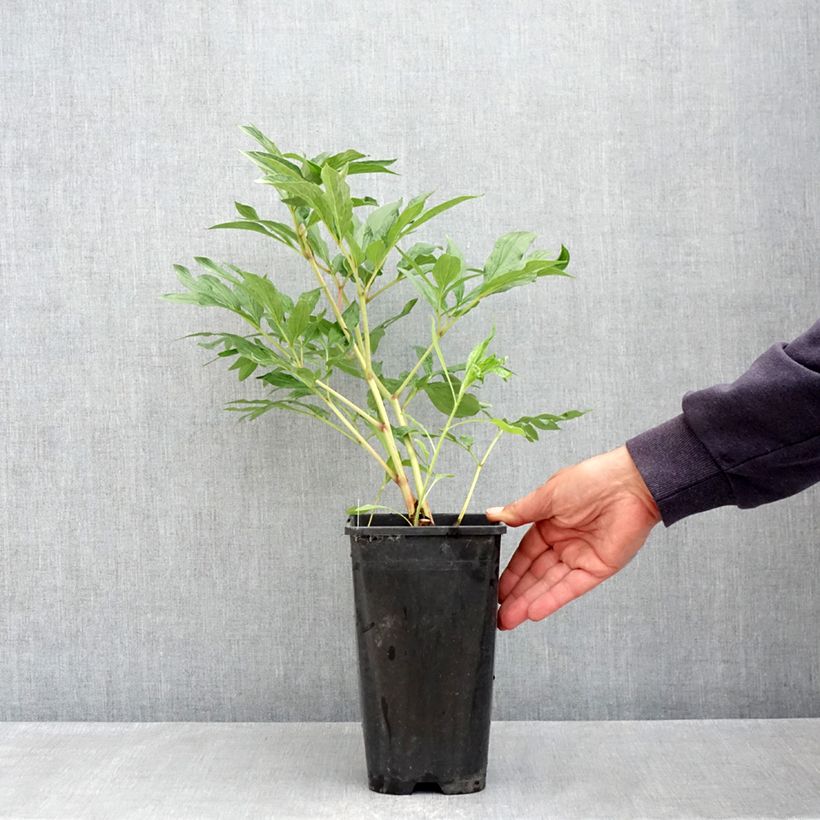 Exemplar von Paeonia x lactiflora Early Flamingo® - Edel-Pfingstrosen Topf mit 4L/5L wie im Frühjahr geliefert