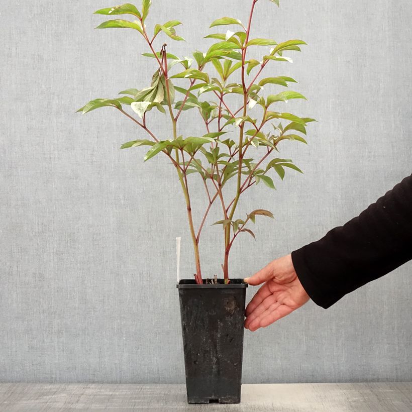 Example of Paeonia lactiflora Edulis Superba - Edel-Pfingstrosen Topf mit 3L/4L as you get in printemps