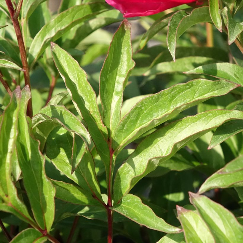 Paeonia lactiflora Fantastic - Edel-Pfingstrosen (Laub)