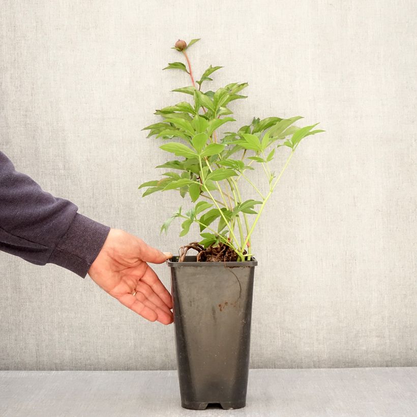 Exemplar von Paeonia lactiflora Fantastic - Edel-Pfingstrosen Topf mit 3L/4L wie im Frühjahr geliefert