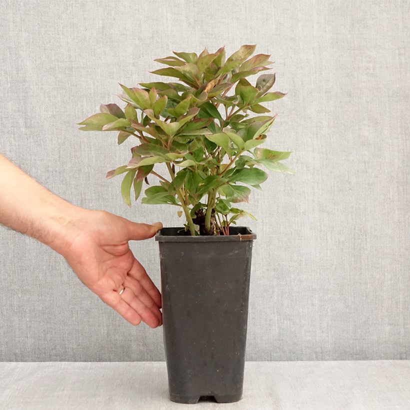 Exemplar von Paeonia lactiflora Félix Crousse - Edel-Pfingstrosen Topf mit 3L/4L wie im Sommer geliefert