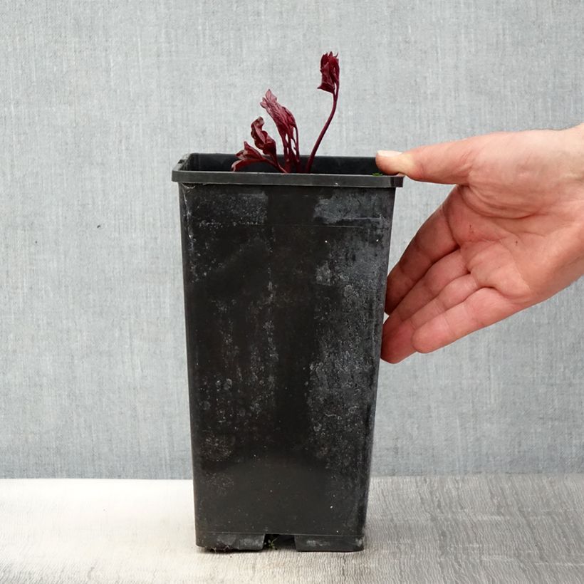 Exemplar von Paeonia lactiflora Festiva Maxima - Edel-Pfingstrosen Topf mit 3L/4L wie im Frühjahr geliefert