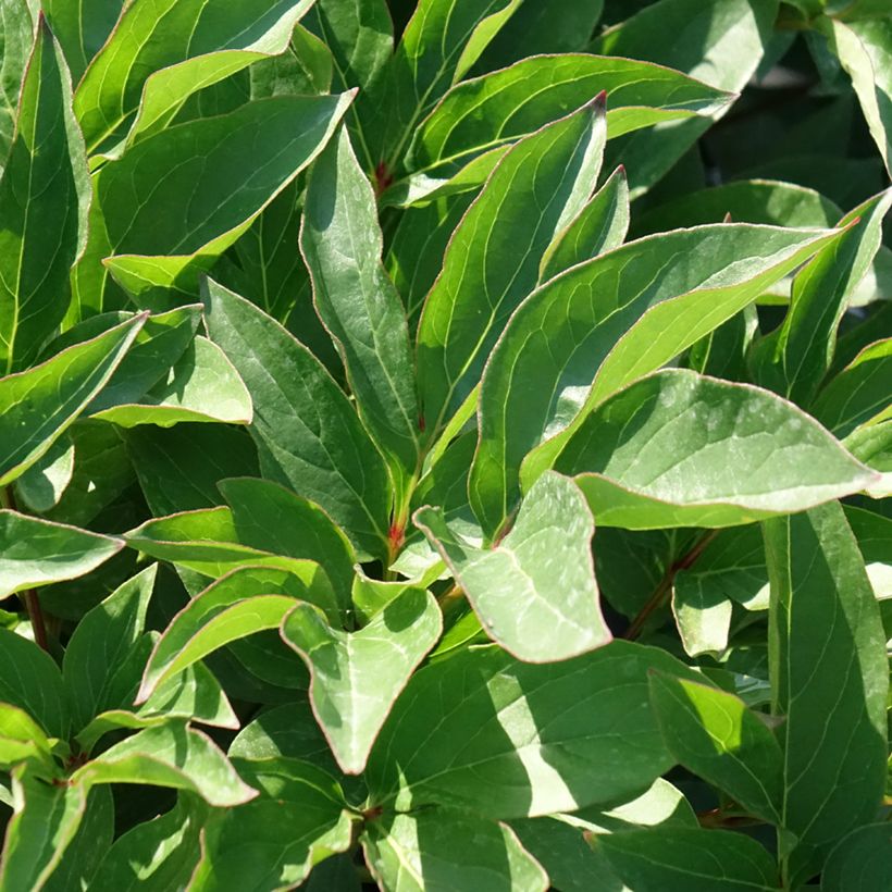 Paeonia lactiflora Fleur de Pêcher - Edel-Pfingstrosen (Laub)