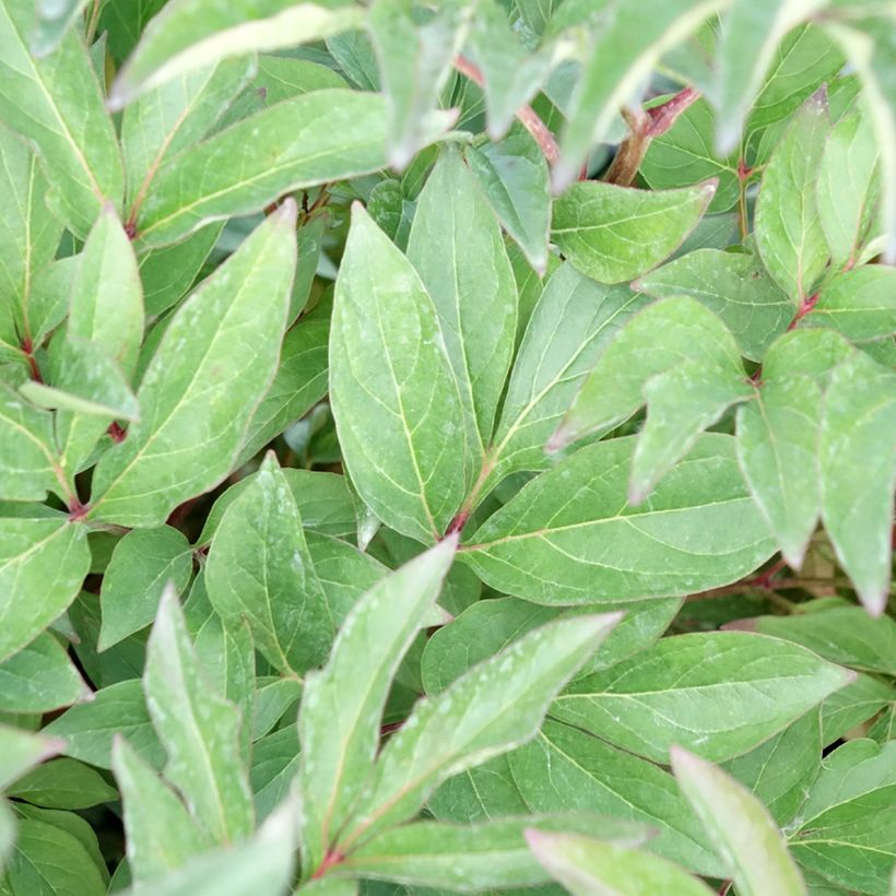 Paeonia lactiflora Françoise Ortegat - Edel-Pfingstrosen (Laub)