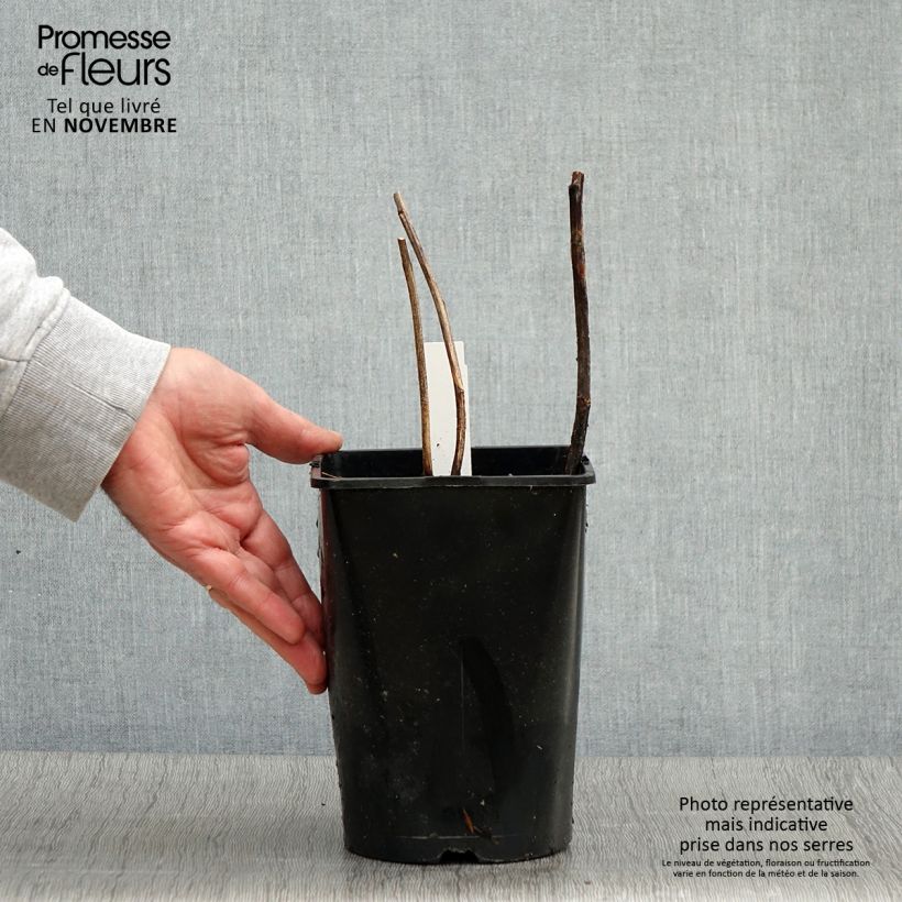 Exemplar von Pivoine lactiflora Françoise Ortegat Pot de 3L/4L wie im Herbst geliefert