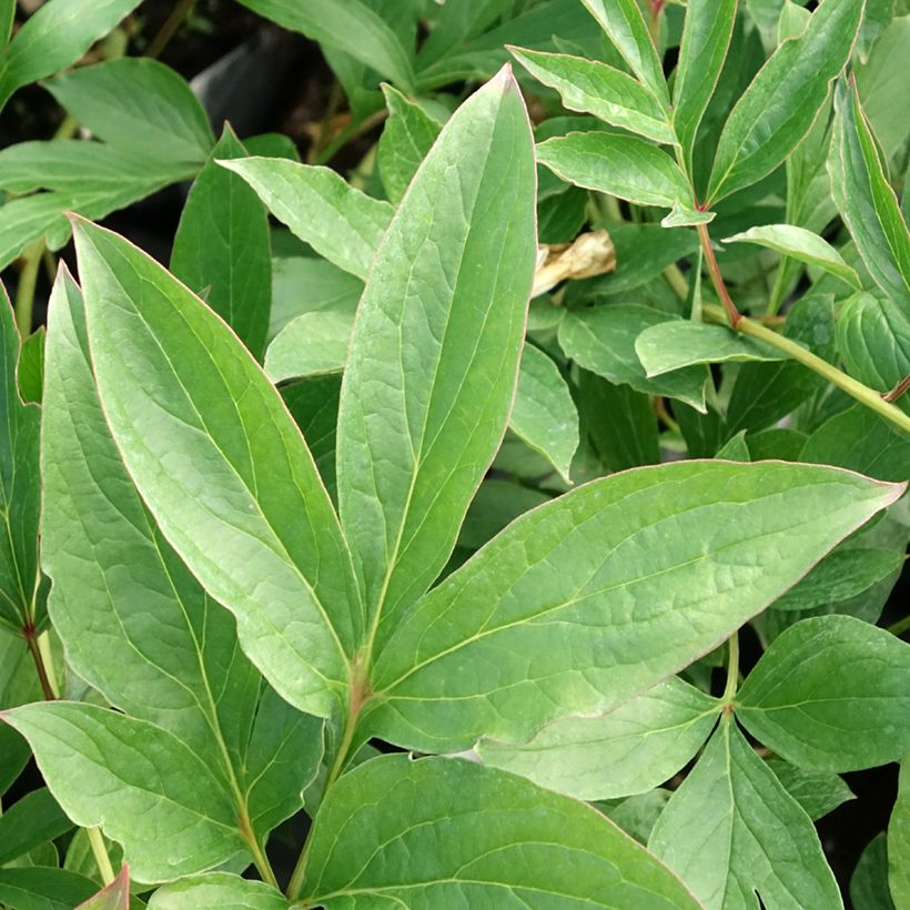 Paeonia x lactiflora Fringed Ivory - Edel-Pfingstrosen (Laub)