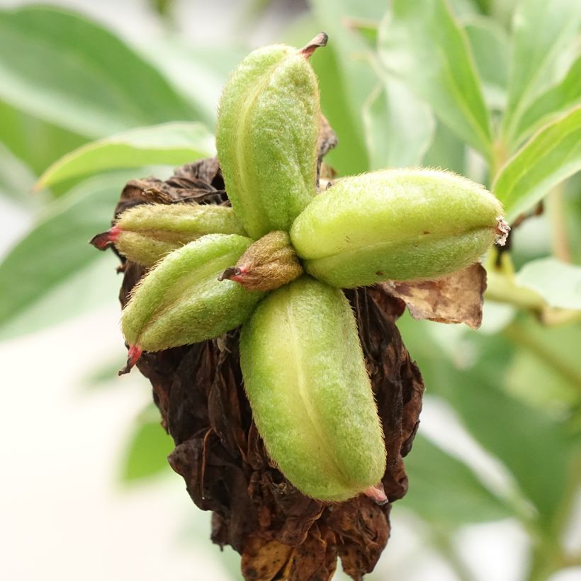 Paeonia x lactiflora Fringed Ivory - Edel-Pfingstrosen (Ernte)