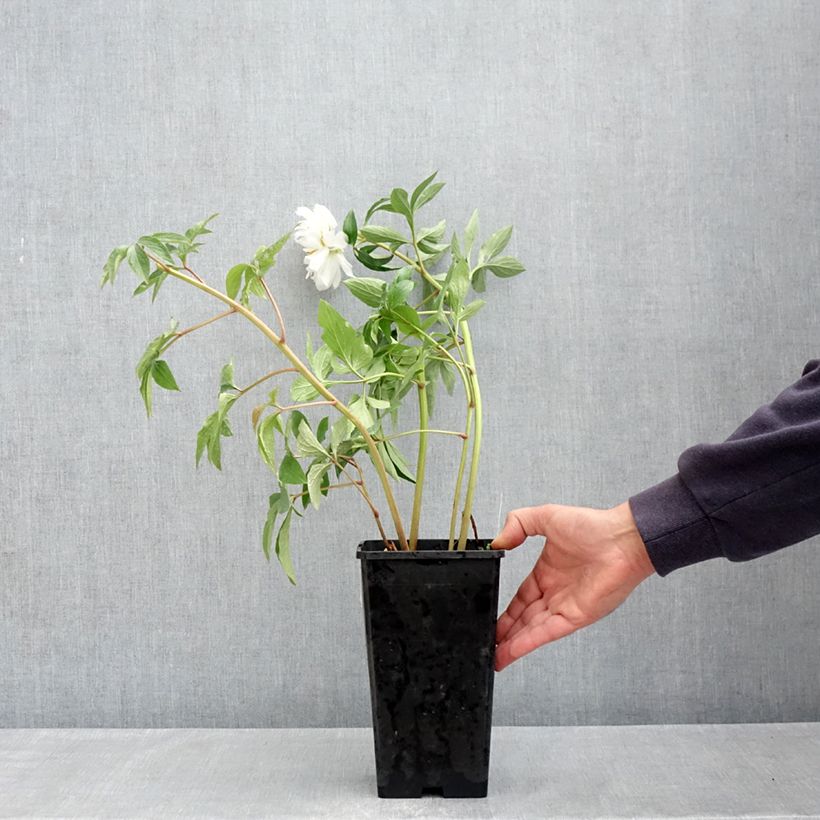 Exemplar von Paeonia x lactiflora Fringed Ivory - Edel-Pfingstrosen Topf mit 4L/5L wie im Frühjahr geliefert
