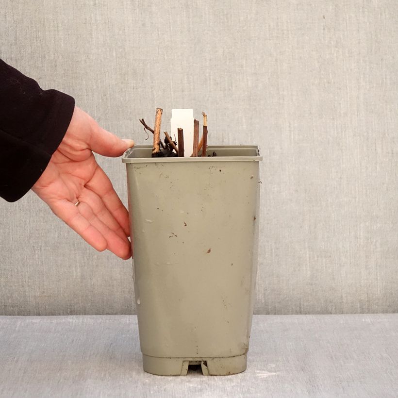 Exemplar von Paeonia lactiflora Green Halo - Edel-Pfingstrosen Topf mit 3L/4L wie im Winter geliefert