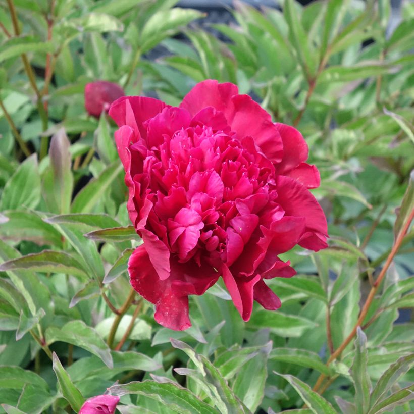 Paeonia lactiflora Inspecteur Lavergne - Edel-Pfingstrosen (Blüte)