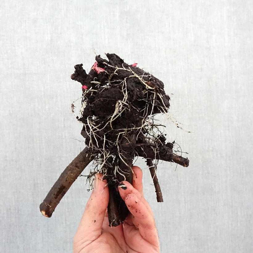 Exemplar von Paeonia lactiflora Jacorma - Edel-Pfingstrosen Stamm 3/5 Augen wie im Winter geliefert