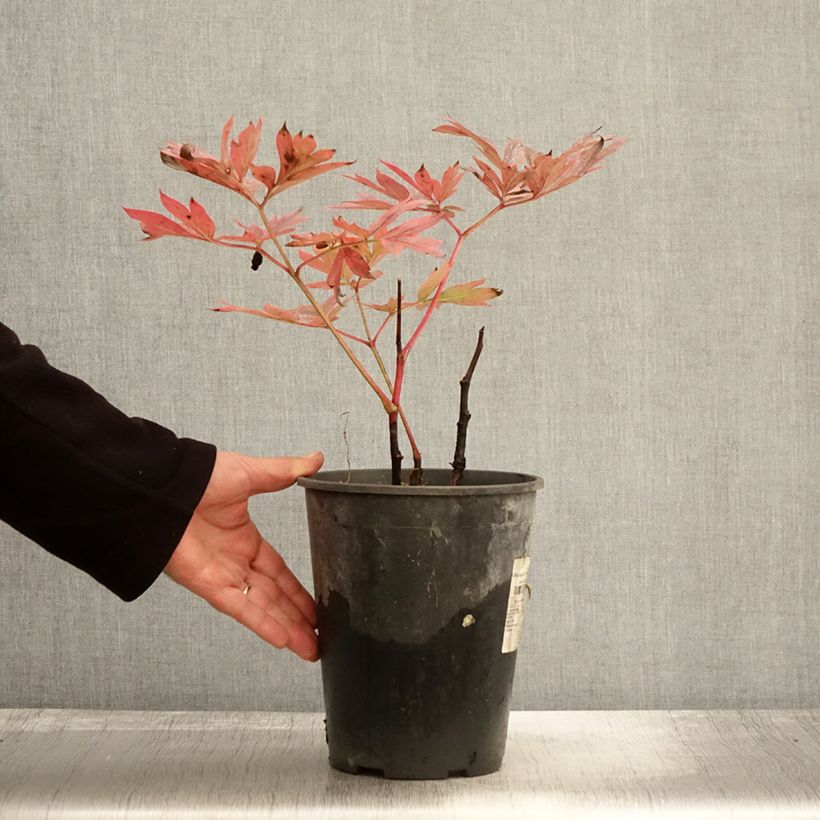 Exemplar von Pivoine lactiflora Kansas Pot de 3L/4L wie im Herbst geliefert
