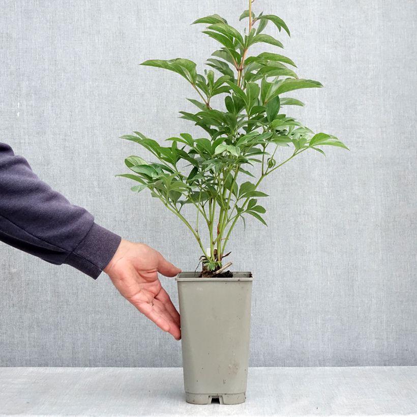 Exemplar von Paeonia lactiflora Lady Orchid - Edel-Pfingstrosen Topf mit 3L/4L wie im Frühjahr geliefert