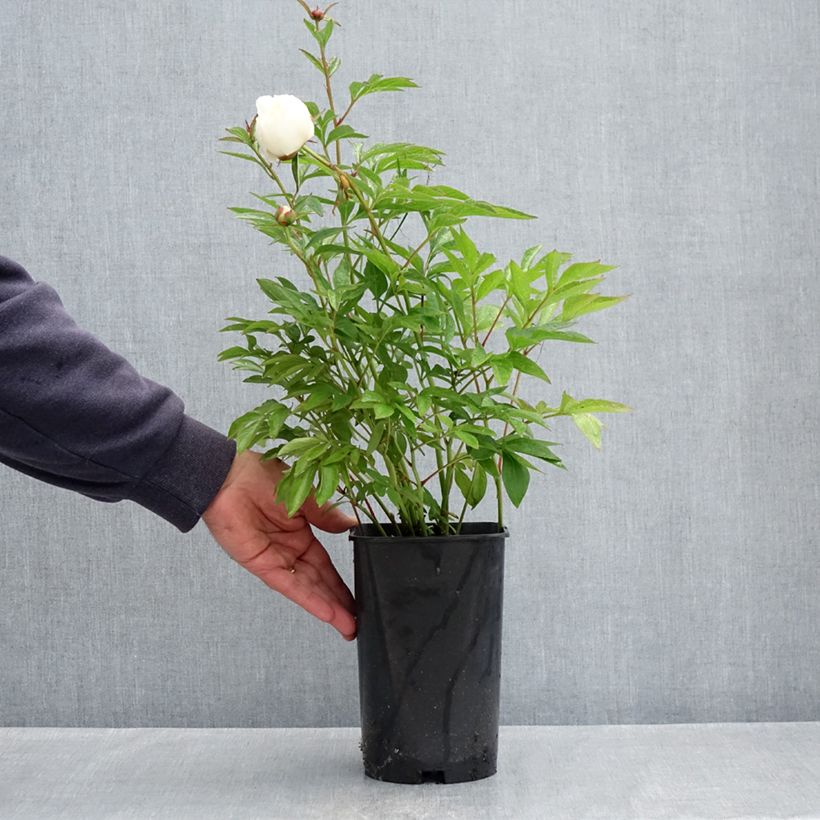 Exemplar von Paeonia x lactiflora Lancaster Imperial - Edel-Pfingstrosen Topf mit 4L/5L wie im Frühjahr geliefert