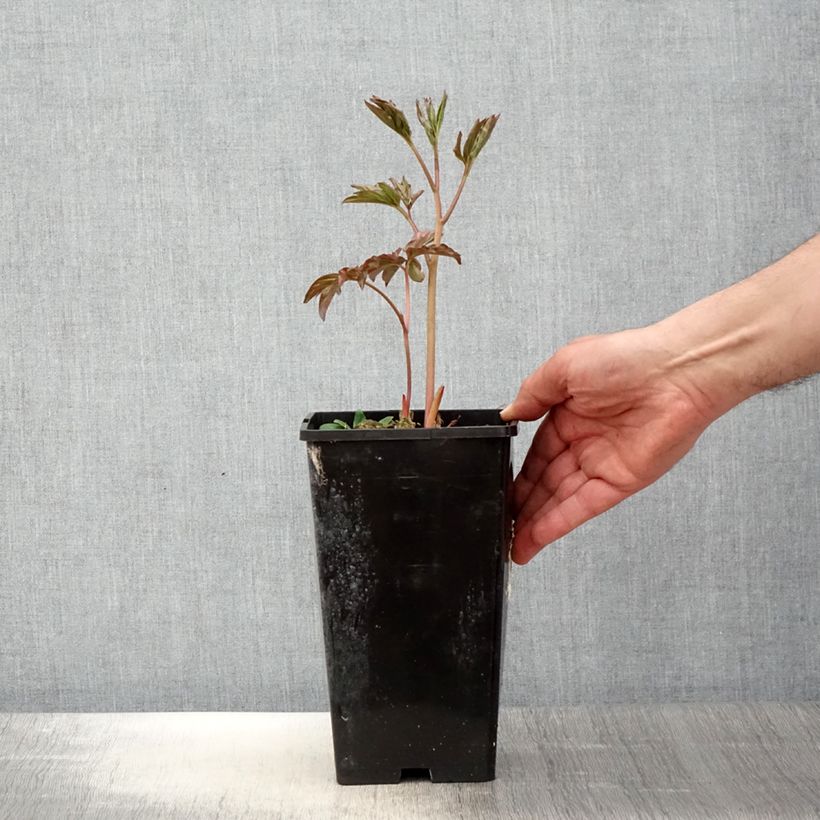 Exemplar von Paeonia lactiflora Laura Dessert - Edel-Pfingstrosen Topf mit 3L/4L wie im Frühjahr geliefert