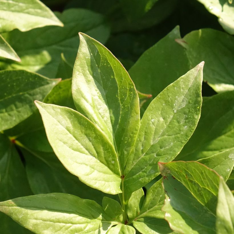 Paeonia lactiflora Lemon Chiffon - Edel-Pfingstrosen (Laub)