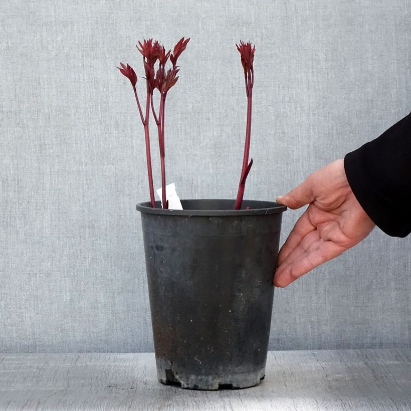 Exemplar von Paeonia lactiflora Paeonia - Edel-Pfingstrosen Topf mit 3L/4L wie im Frühjahr geliefert