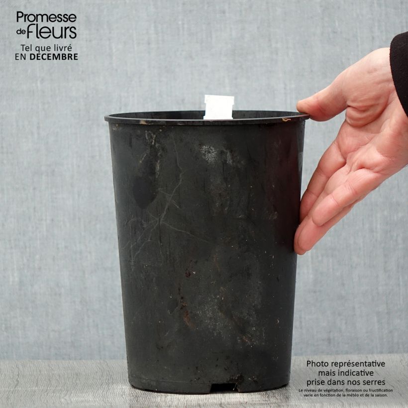 Exemplar von Pivoine lactiflora Madame Emile Debatène Pot de 3L/4L wie im Winter geliefert