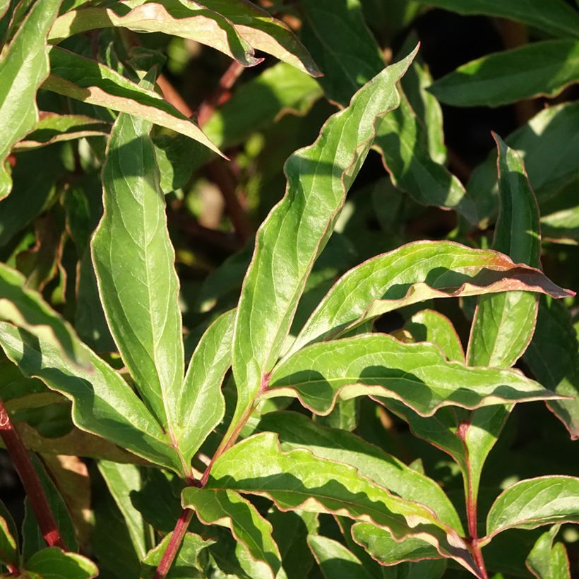 Paeonia lactiflora Marie lemoine - Edel-Pfingstrosen (Laub)