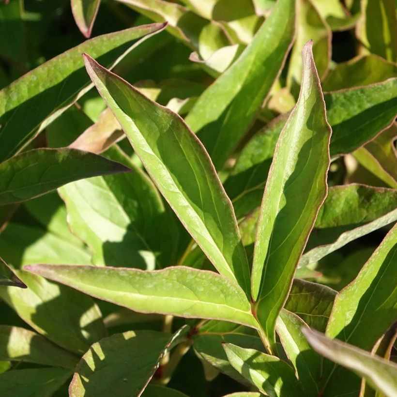 Paeonia x lactiflora Mistress - Edel-Pfingstrosen (Laub)