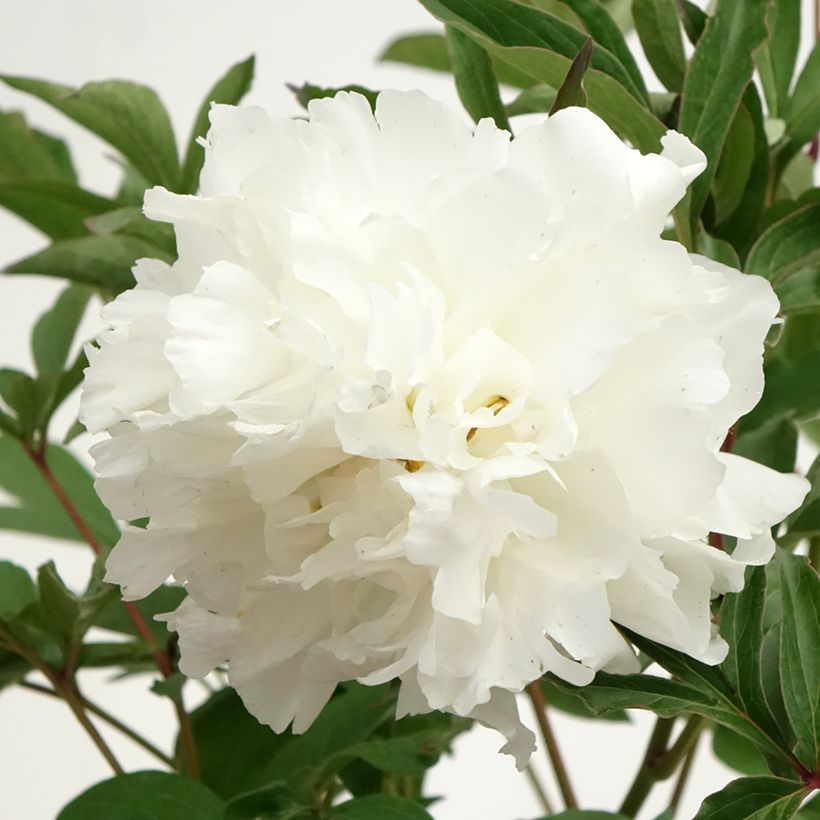 Paeonia x lactiflora Mistress - Edel-Pfingstrosen (Blüte)