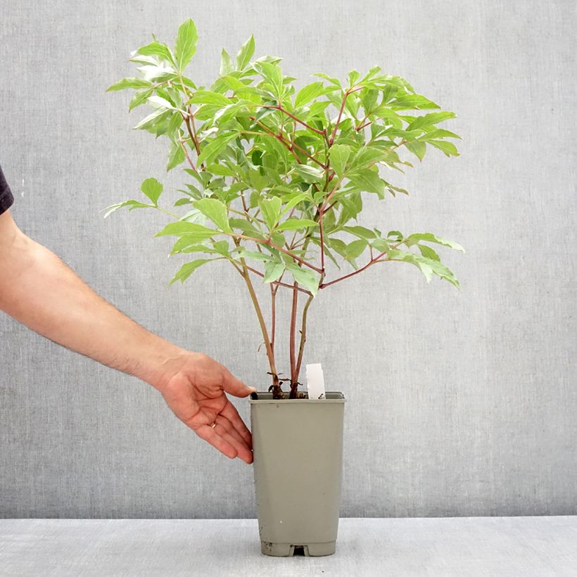 Exemplar von Paeonia lactiflora Morning Kiss - Edel-Pfingstrosen Topf mit 3L/4L wie im Frühjahr geliefert