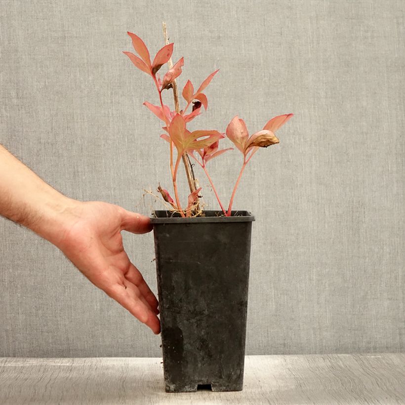 Exemplar von Pivoine lactiflora Mother's Choice Pot de 3L/4L wie im Herbst geliefert