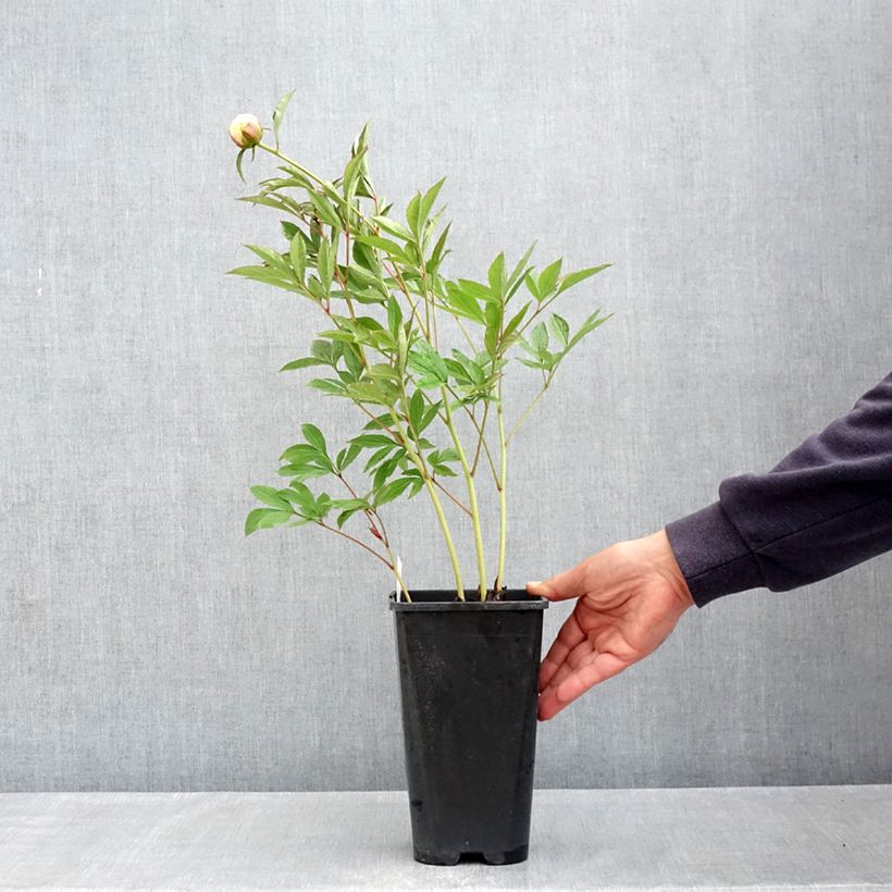 Exemplar von Paeonia x lactiflora Mrs JV Edlund - Edel-Pfingstrosen Topf mit 4L/5L wie im Frühjahr geliefert