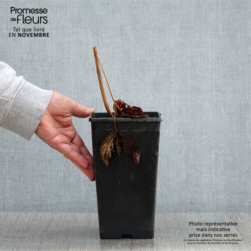 Exemplar von Pivoine lactiflora Nippon Beauty Pot de 3L/4L wie im Herbst geliefert