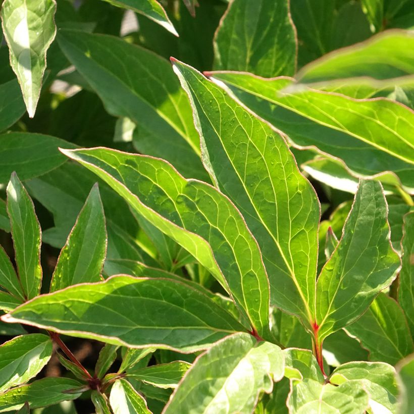 Paeonia lactiflora Pink Hawaiian Coral - Edel-Pfingstrosen (Laub)
