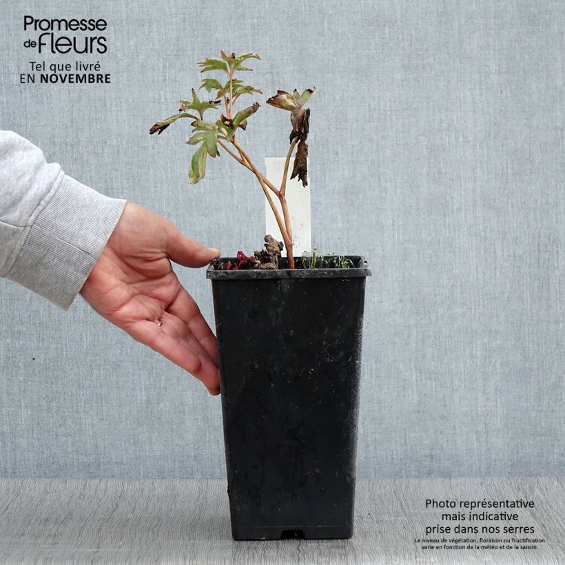 Exemplar von Pivoine lactiflora Pink Hawaiian Coral Pot de 3L/4L wie im Herbst geliefert