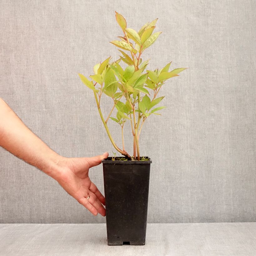 Exemplar von Paeonia x lactiflora Pink Vanguard - Edel-Pfingstrosen Topf mit 4L/5L wie im Sommer geliefert